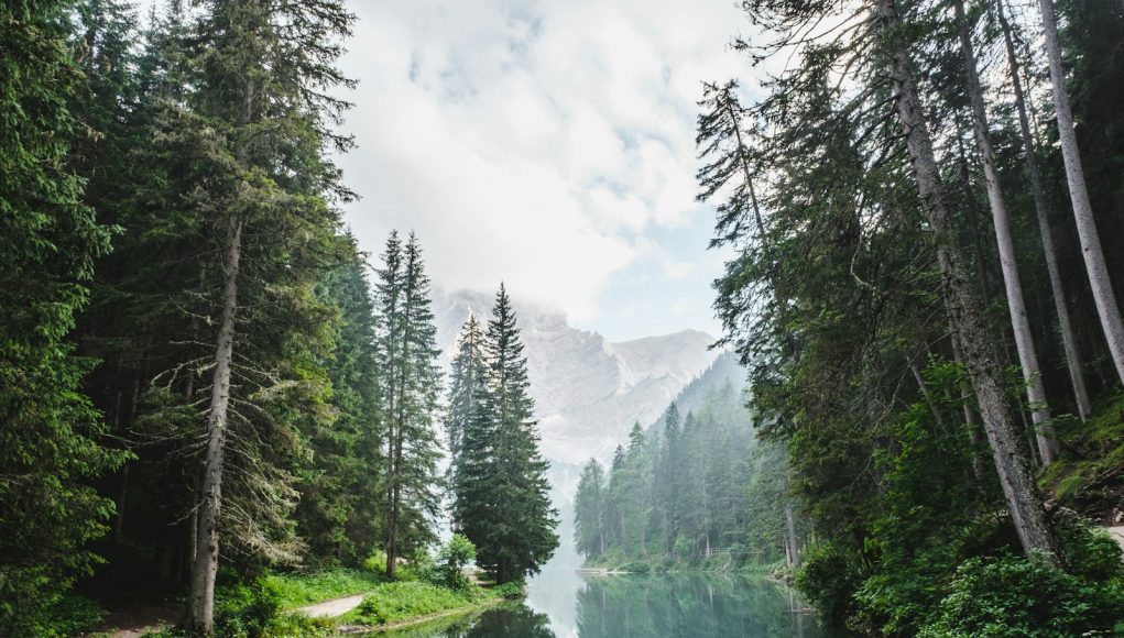 body of water surrounded by pine trees during daytime