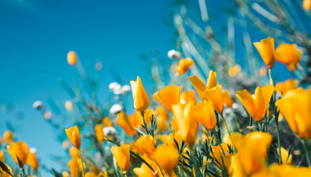 orange petaled flowers